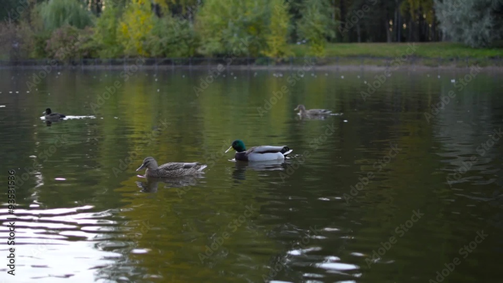Ducks swimming in the pond Ducks swimming in the pond