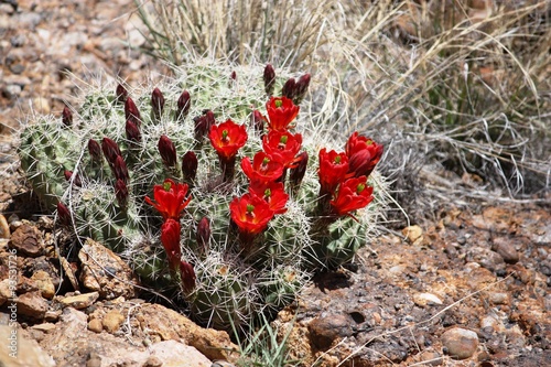 Hedgehog calico Cactus with red flowers in the desert, usa