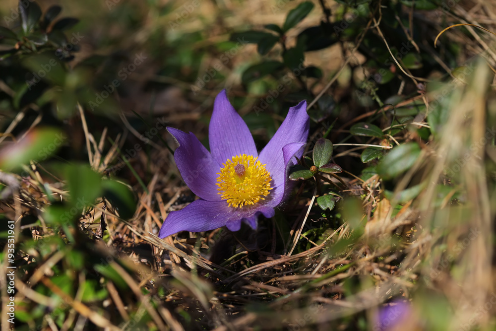 Spring purple wild forest flower pasqueflower close up
