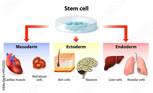 stem cell application photo
