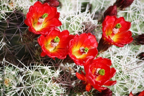 Hedgehog calico Cactus with orangish red flowers 