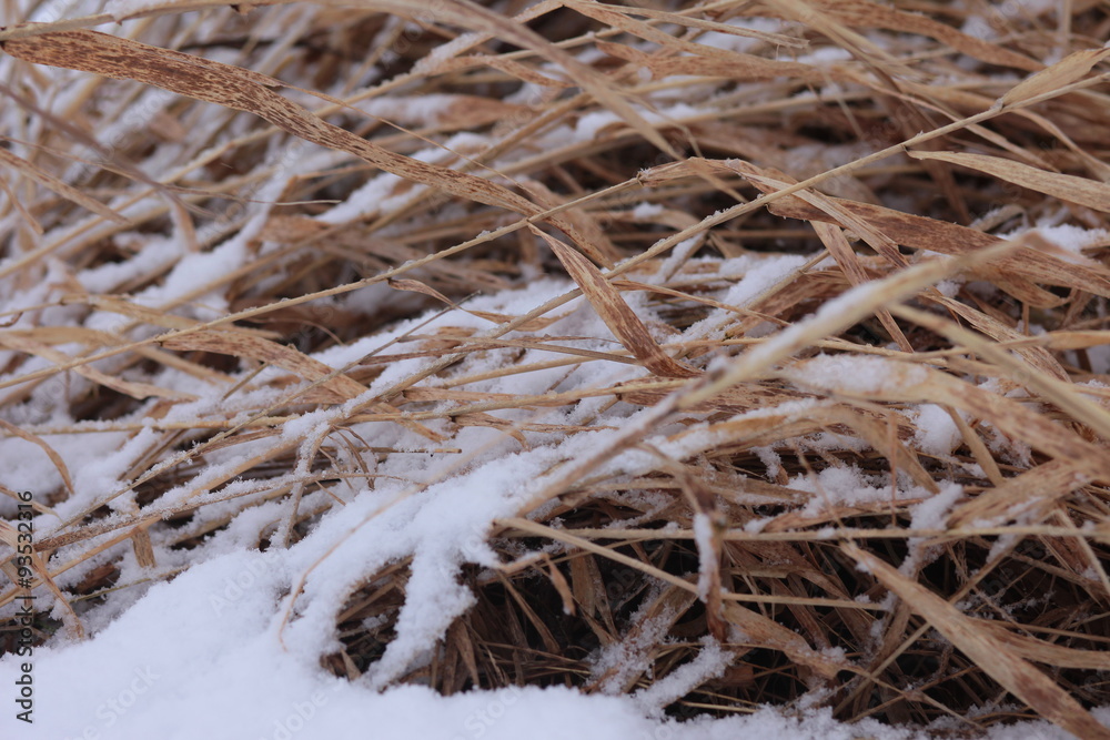 Coastal plant cane Phragmites in the winter under snow Coastal plant cane Phragmites in the winter under snow