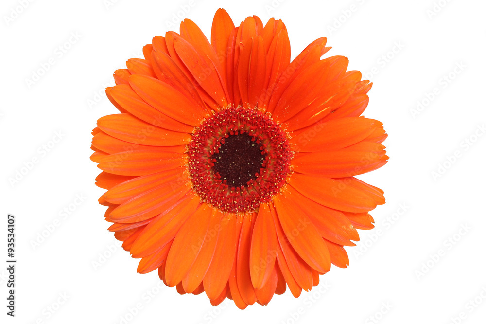 Gerbera flower Gerbera flower