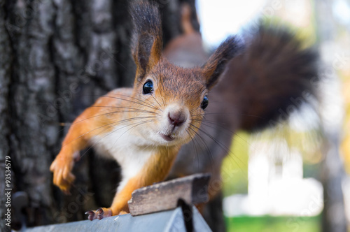 Fotografia squirrel