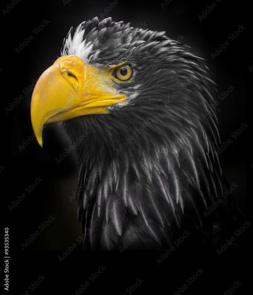 Steller's sea eagle (Haliaeetus pelagicus) Steller's sea eagle (Haliaeetus pelagicus)