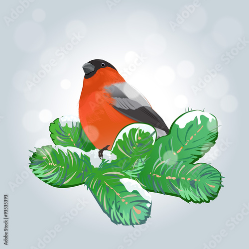 Bullfinch on  pine branch