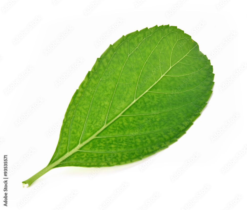 Obraz premium Green leaf isolated white background