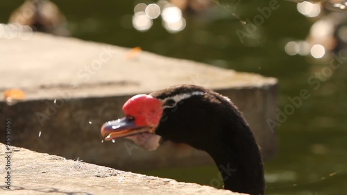 Melanocoryphus Swans eating bread. / Melanocoryphus Swans eating bread from hands. In the background of ducks swimming. Ukraine, National Park Mezhyhiria. photo