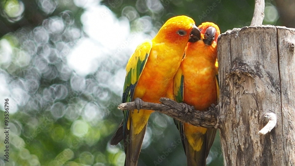 Cute couple Sun Conure parrot bird group on tree branch, HD Clip
