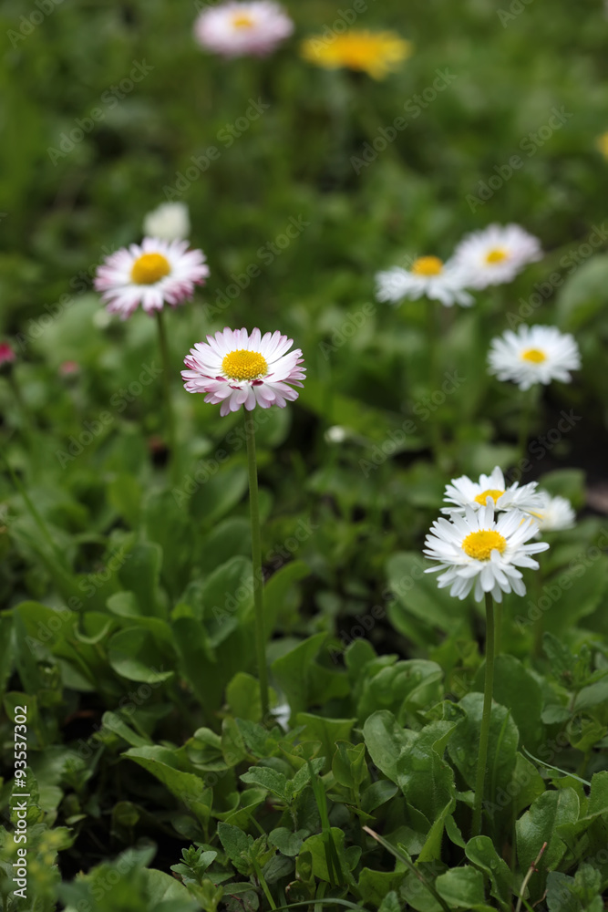 Daisy flowers in green grass Daisy flowers in green grass