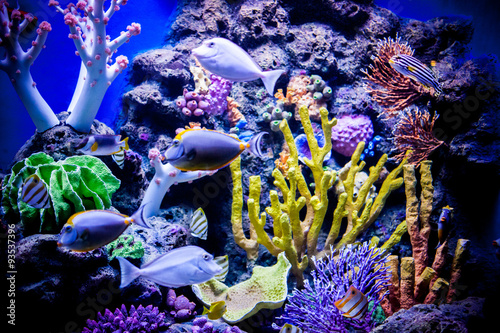 Fototapeta Naklejka Na Ścianę i Meble -  Corals
