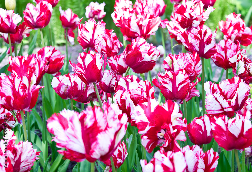 Red and white Parrot tulips
