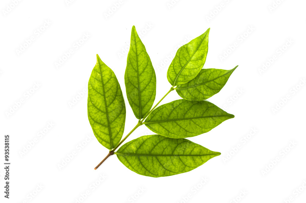 Green leaf isolated on white Green leaf isolated on white