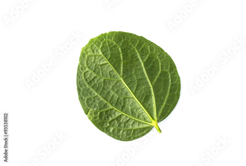 Green leaf isolated on white