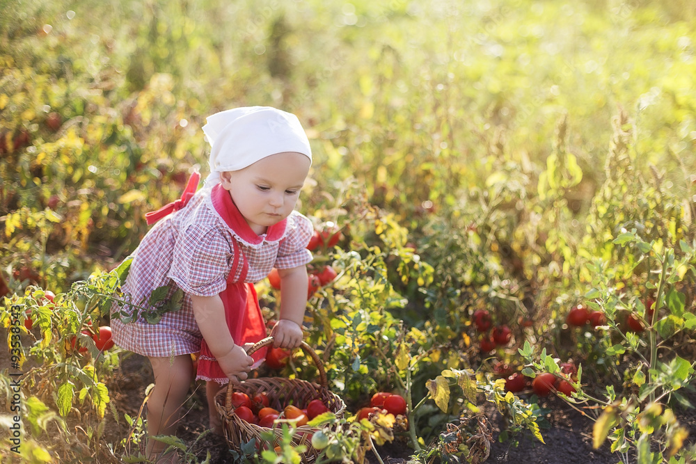 Litlle child (girl) take the vegetable (tomatoes) on a sunny day in a garden