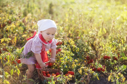 Obraz na płótnie Litlle child (girl) take the vegetable (tomatoes) on a sunny day in a garden w salonie