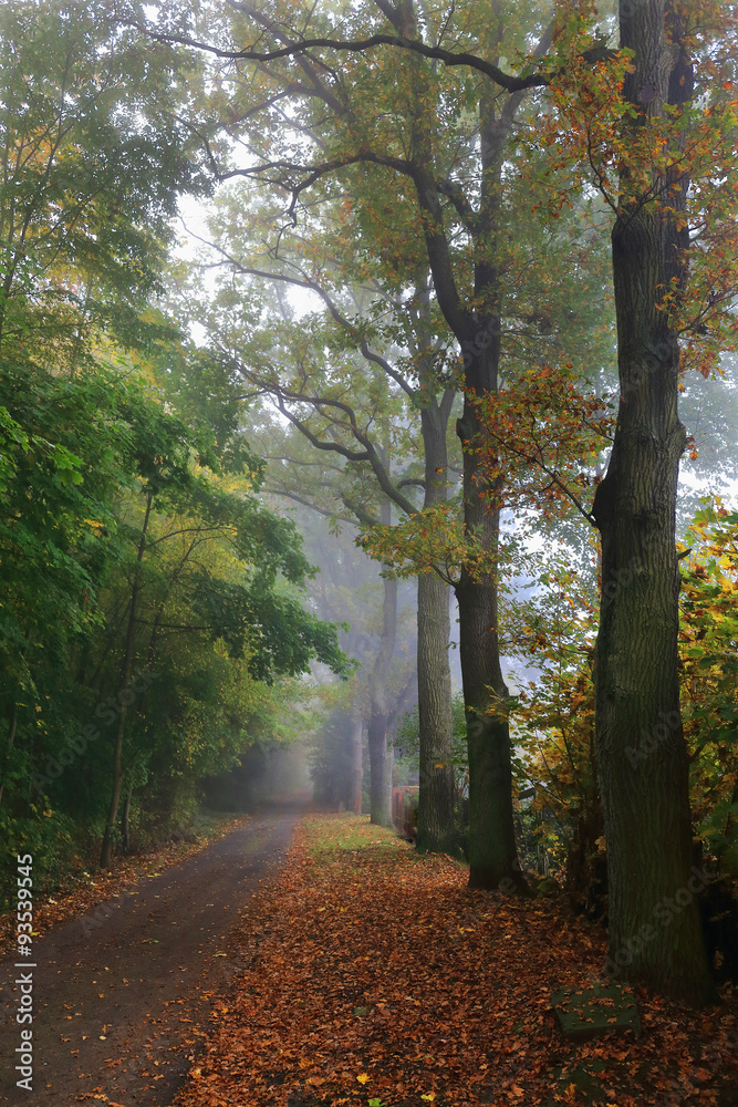 Foggy magical autumn Forest with colorful Trees