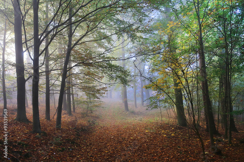 Foggy magical autumn Forest with colorful Trees