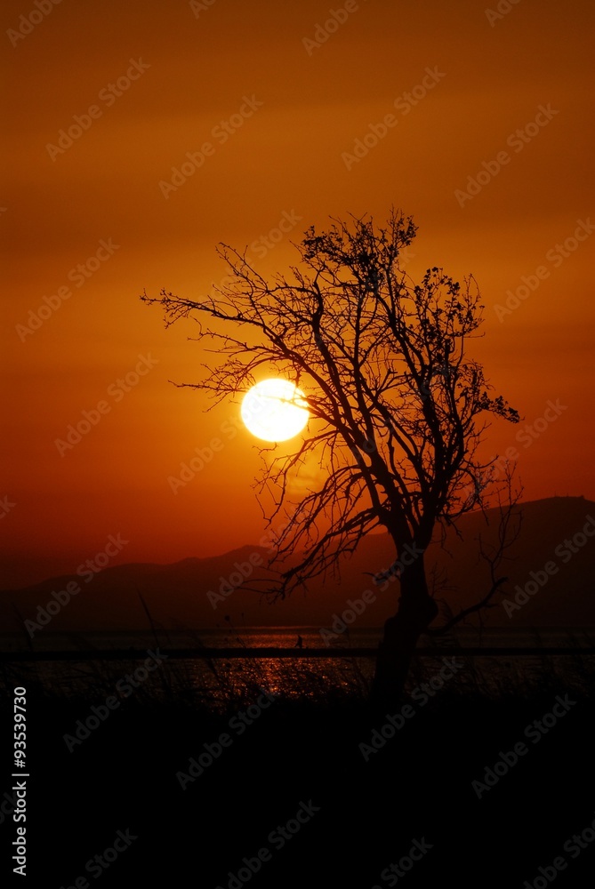 Sunset on the beach with lonely tree