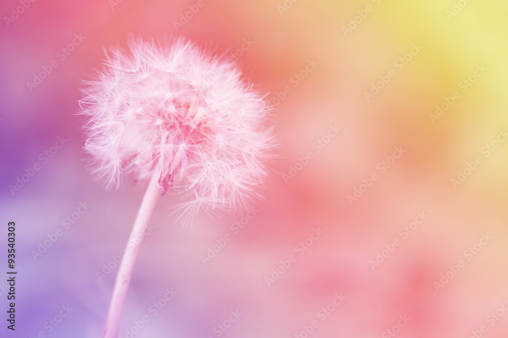 Dandelion on the abstract colorful blur background.