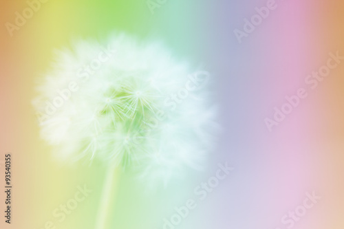 Dandelion on the abstract colorful blur background.