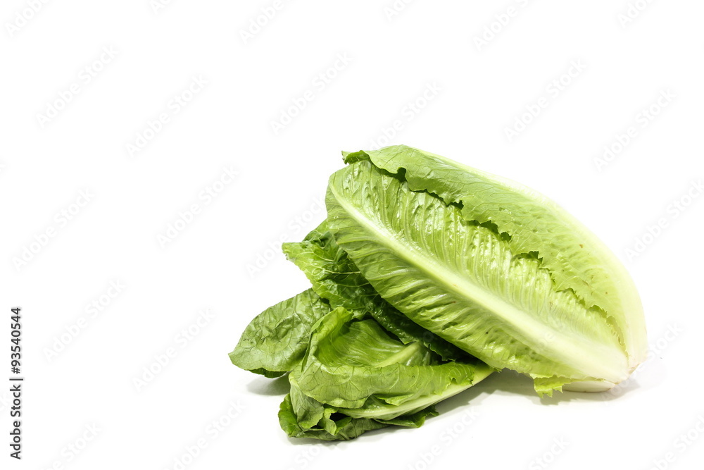 Cos lettuce