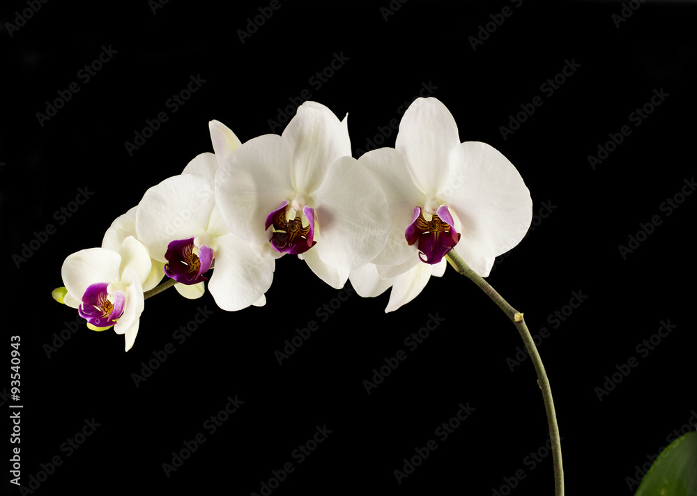 Obraz premium Orchidea na czarnym tle