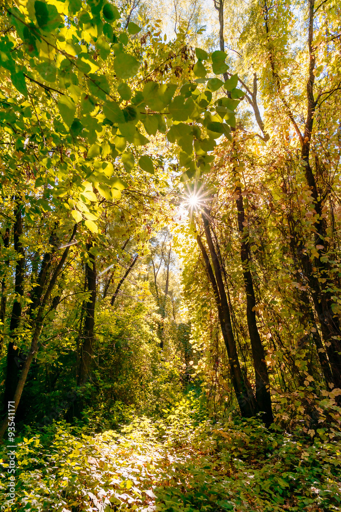 Fototapeta premium Inextricable Autumn Forest With the Sun Passing Through the Tree Leaves