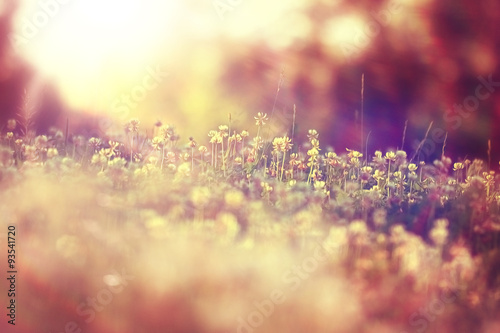 summer landscape background sun flowers Rays