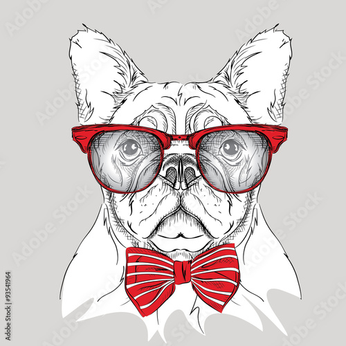 Image Portrait bulldog in the cravat and with glasses. Vector illustration.