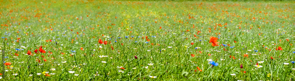 Fototapeta premium Colorful blooming wild flowers on the idyllic meadow at spring time in the sunshine