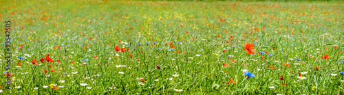 Colorful blooming wild flowers on the idyllic meadow at spring time in the sunshine #93542505