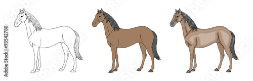 Horse illustrated in three versions