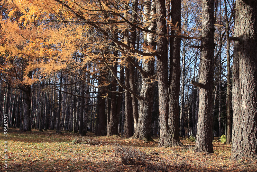 Fototapeta premium autumn leaf fall landscape in a city park
