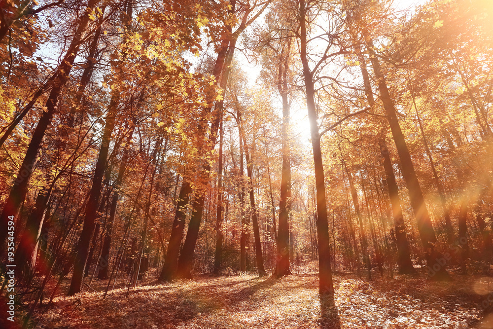 Trees branches look up autumn background