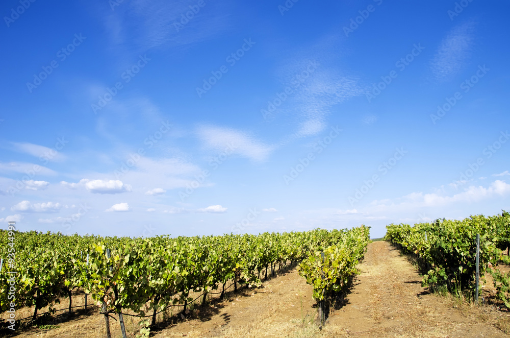 Vineyard at Portugal, Alentejo region