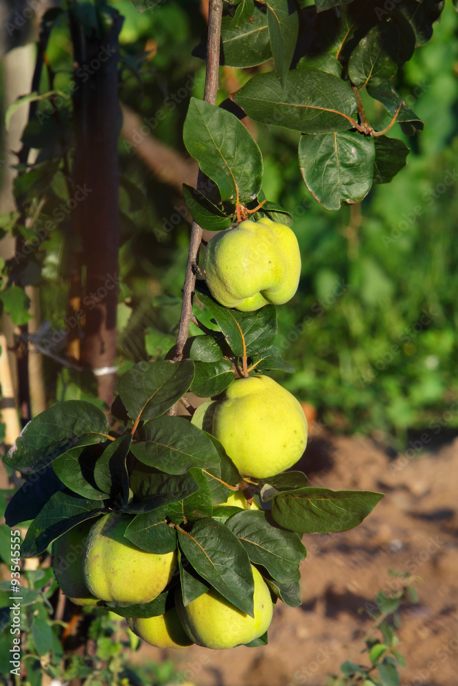 Quince pome fruits on field