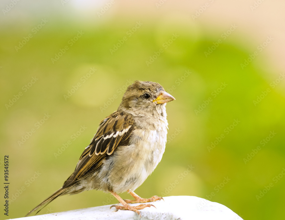lonely sparrow sitting in the background of a green grass looks away. lonely sparrow sitting in the background of a green grass looks away.