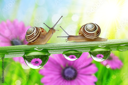 Flowers in the drops of dew on the green grass and snails. Nature background.