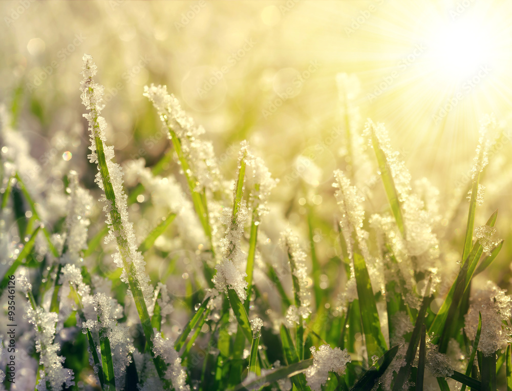 Frozen grass at sunrise close up. Nature background.