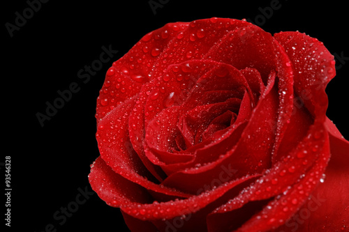 Fototapeta Naklejka Na Ścianę i Meble -  Single red rose with drops of dew isolated on black