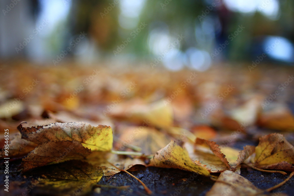 background autumn leaves in the park, nature background autumn leaves in the park, nature