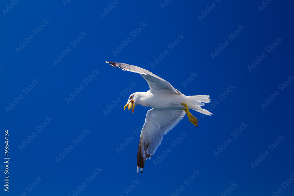 Fototapeta premium Feeding the seagulls from the ferry, Greece