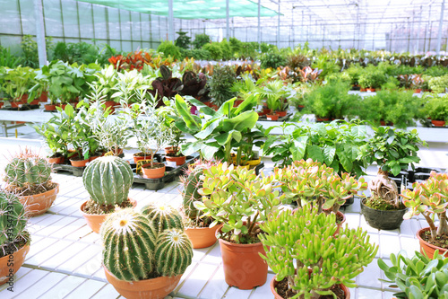 Cactus plants in greenhouse