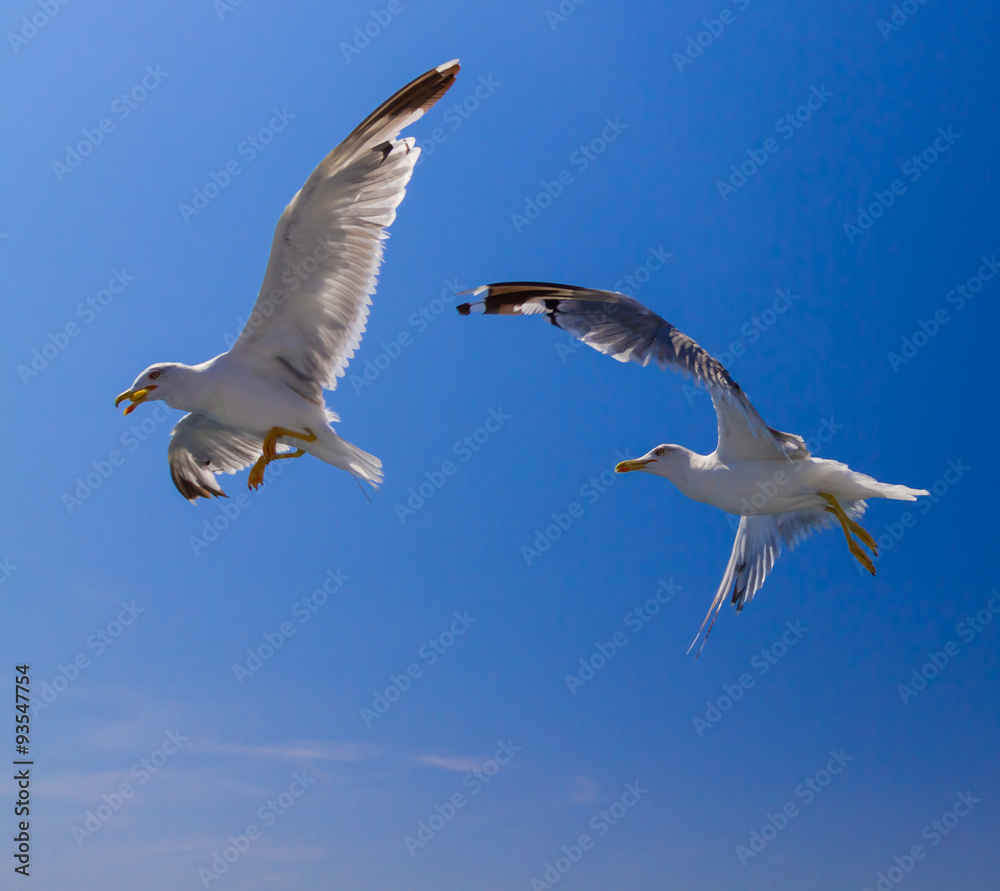 Obraz premium Feeding the seagulls from the ferry, Greece