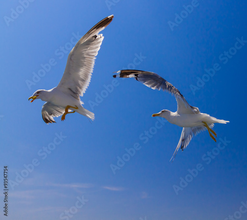 Feeding the seagulls from the ferry, Greece