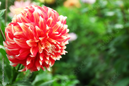 Beautiful chrysanthemum flower  close-up  outdoors