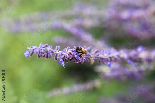 A single bee collecting pollen from a purple flower