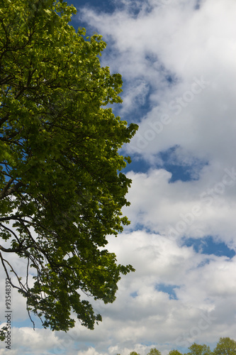 Green tree and leaves against blue sky and white clouds