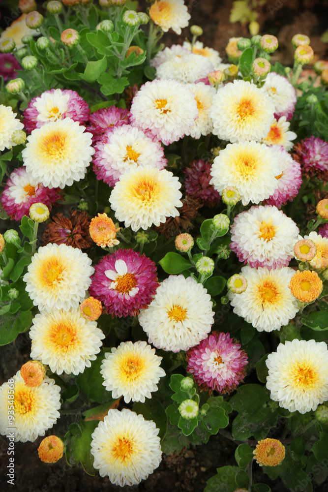 Beautiful chrysanthemum flowers, close-up, outdoors Beautiful chrysanthemum flowers, close-up, outdoors